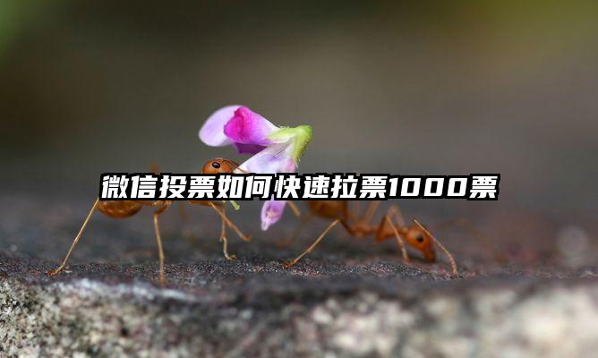 微信投票如何快速拉票1000票