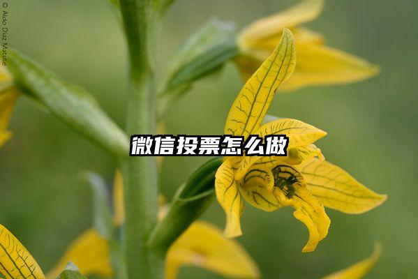 微信投票怎么做