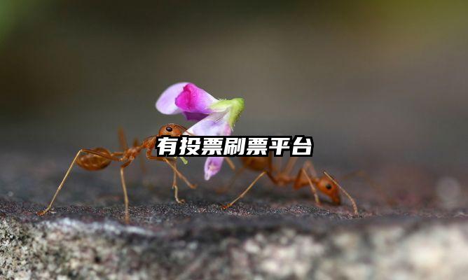 有投票刷票平台