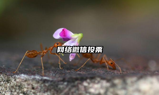 网络微信投票